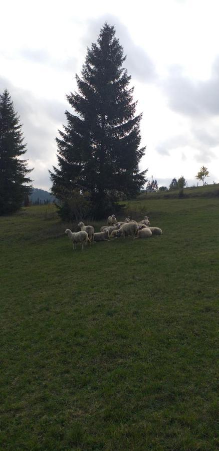 Ferienwohnung Joca Bajina Basta Exterior foto